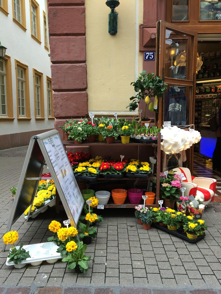 Flores en Heidelberg