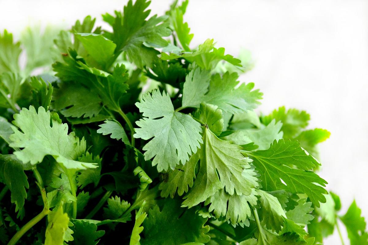 manojo de cilantro - dieta de la fruta - dietas para adelgazar