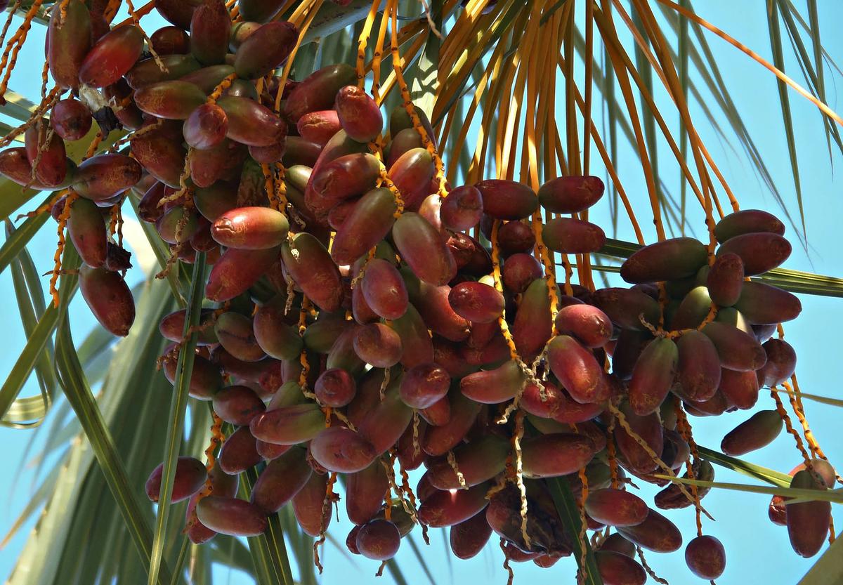datiles - dieta de la fruta - dietas para adelgazar