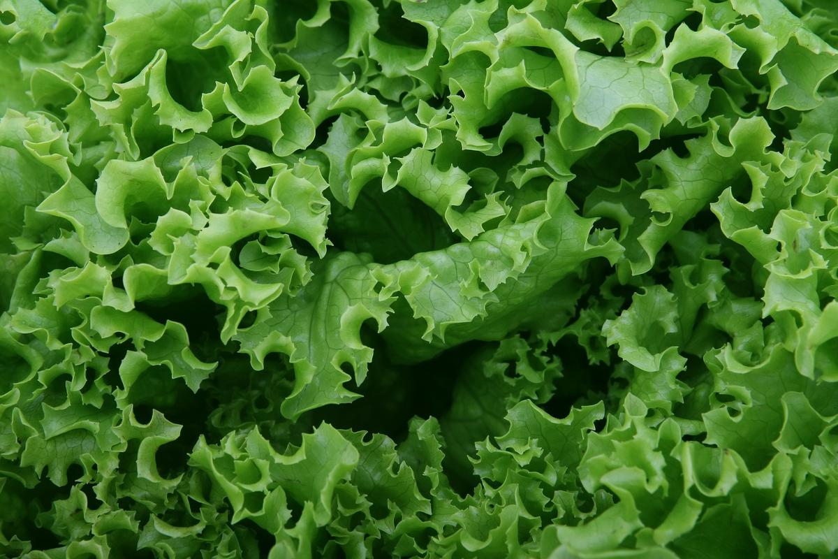 lechuga - dieta de la fruta - dietas para adelgazar