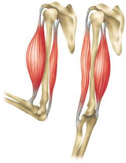 Musclesbicepstriceps