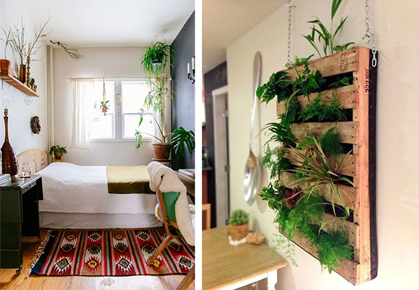 plantas