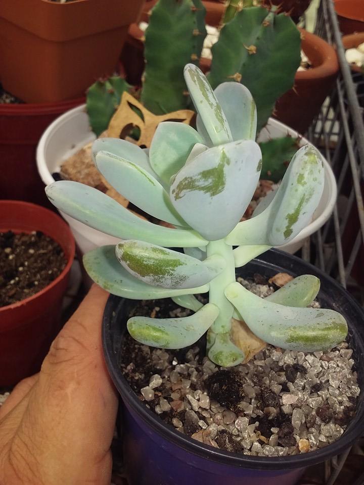 12401019_460463334145548_6514718344224675232_n (1).jpg