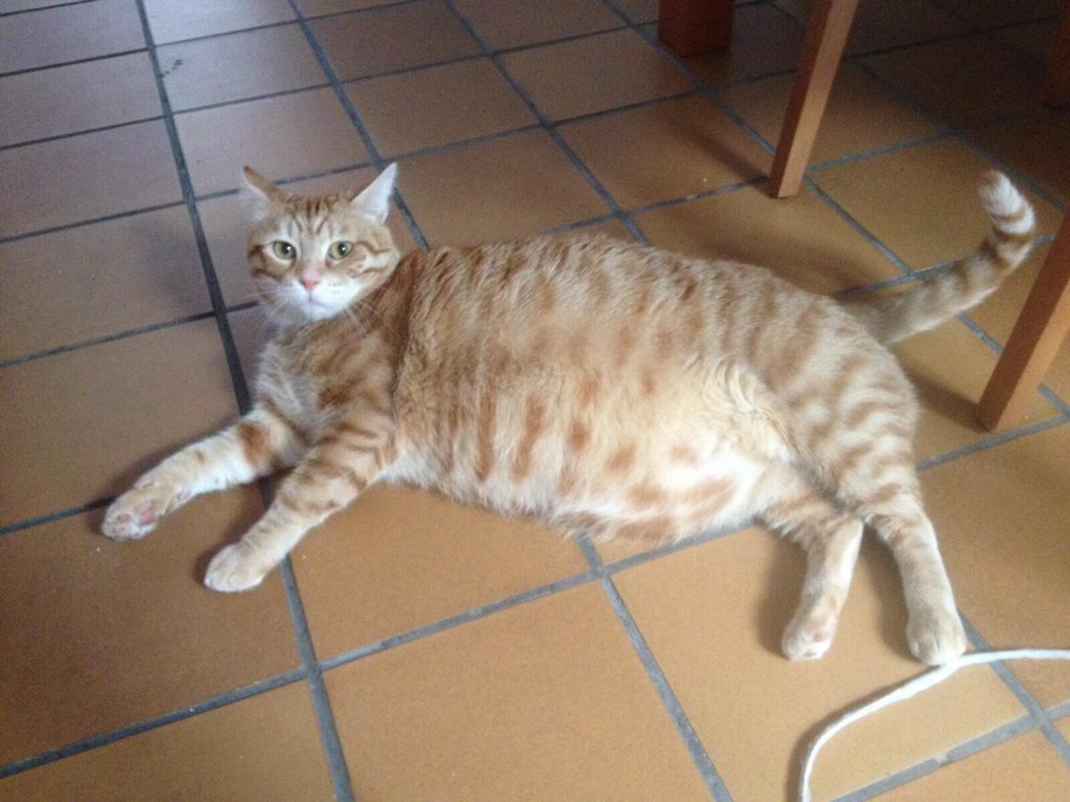 Foto de Spider en la actualidad