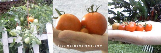 tomates 2010