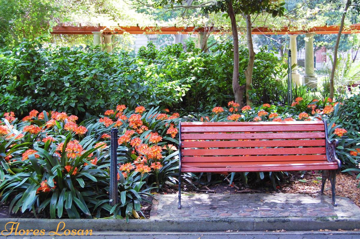 Clivia, Clivia miniata, Lirio cafre