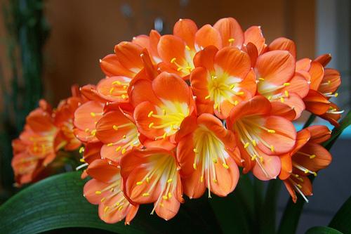 Clivia, Clivia miniata, Lirio cafre, comprar clivias baratas en Collado villalba