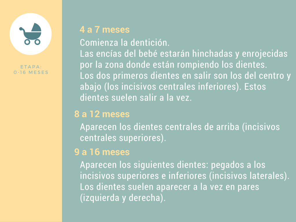 Calendario de dentición de 0 a 16 meses