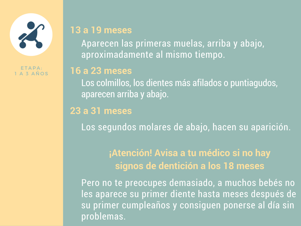 Calendario de dentición de 1 a 3 años