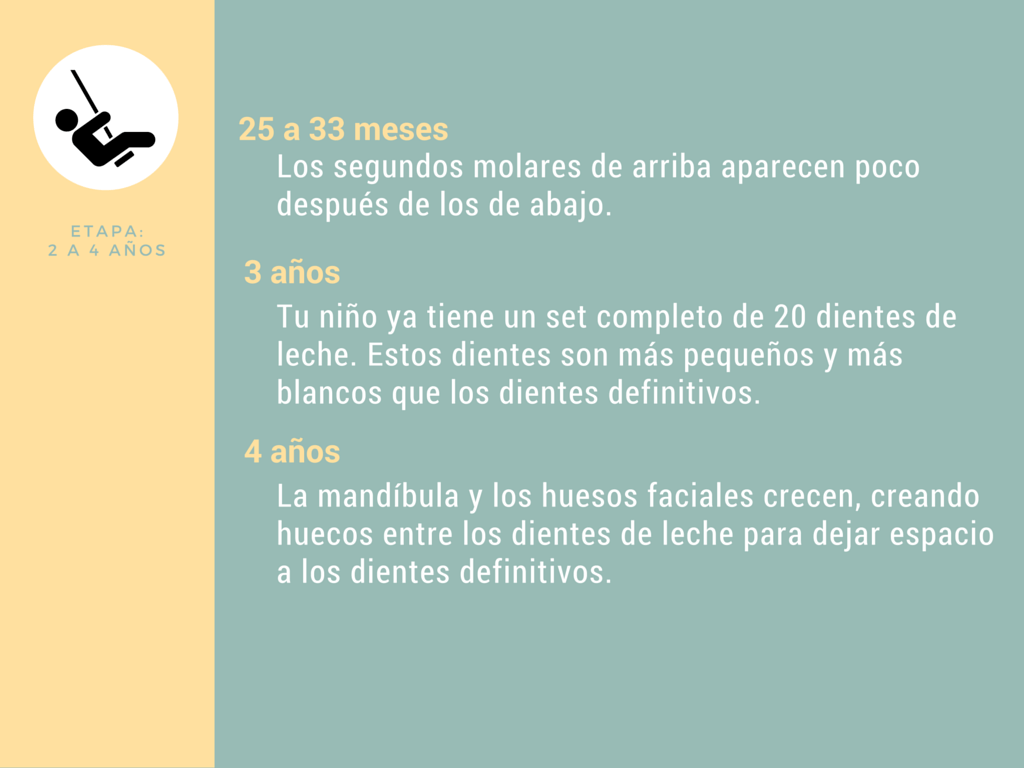 Calendario de dentición de 2 a 4 años