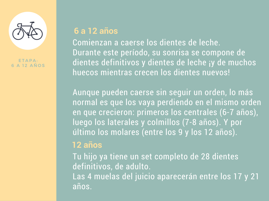 Calendario de dentición de 6 a 12 años