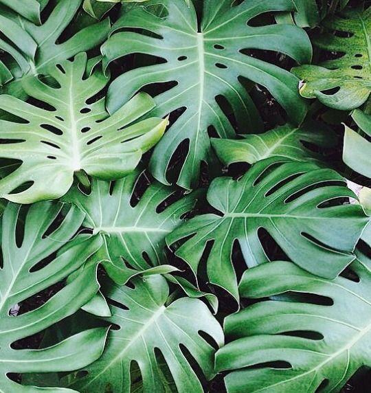 DECORACIÓN TROPICAL PARA BODAS