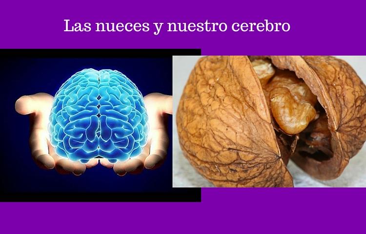nueces y cerebro