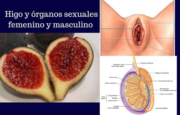 higos y organos sexuales