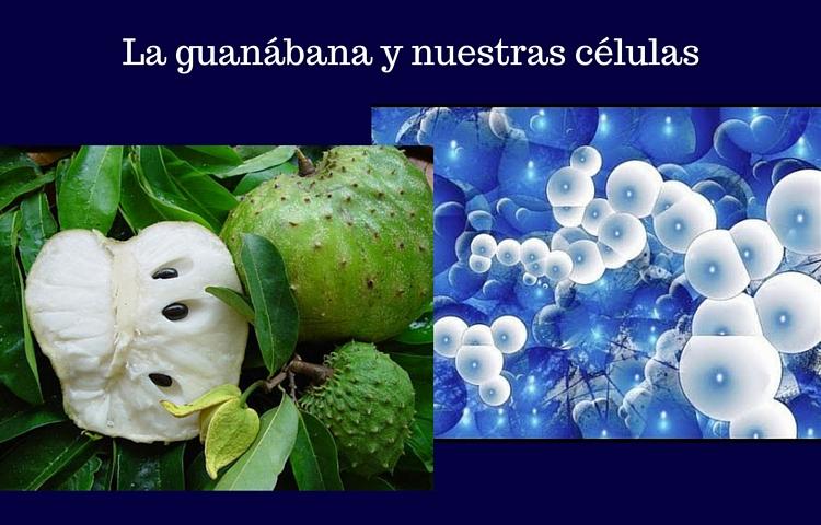guanabana y las células