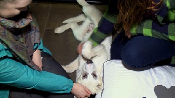 Foto_Hotel_Ottawa_Adopción