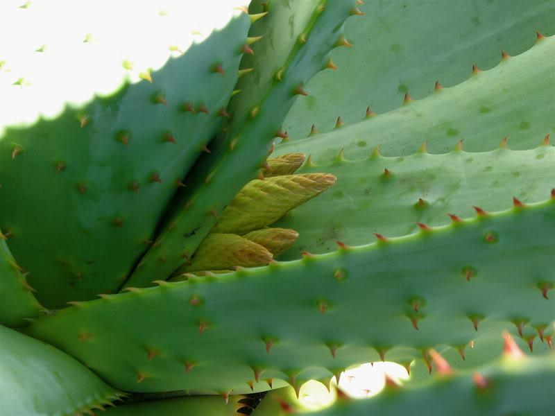 Trucos caseros para el picor de los eccemas