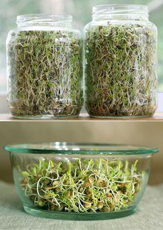 Germinados de semillas