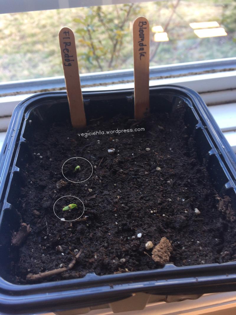 espinacas-germinando