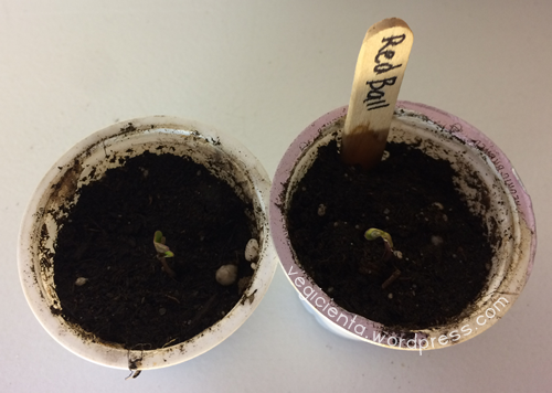 repollitos-bruselas-germinando