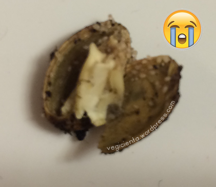 Colémbolos-semilla-zapallo