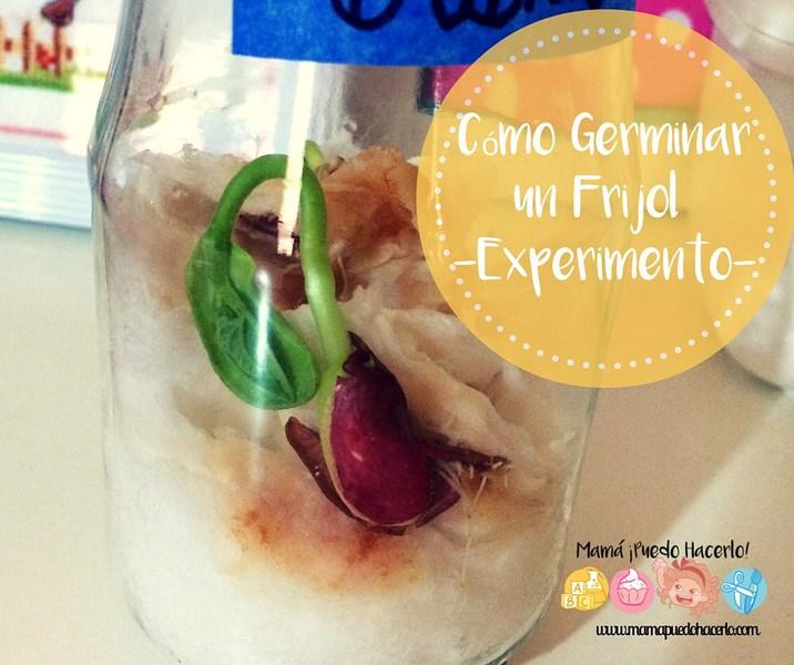 Como germinar un frijol