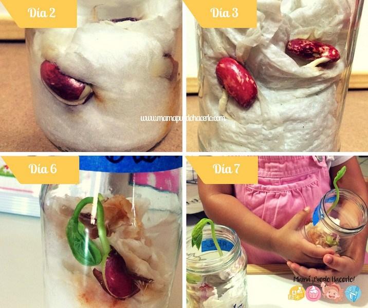  Como germinar un frijol