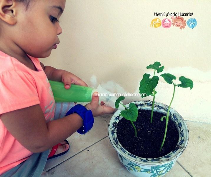 Como germinar un frijol