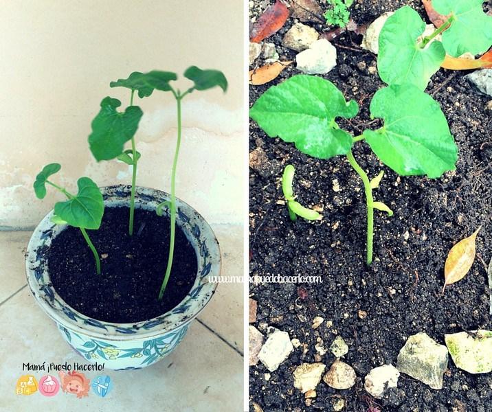 Como germinar un frijol 