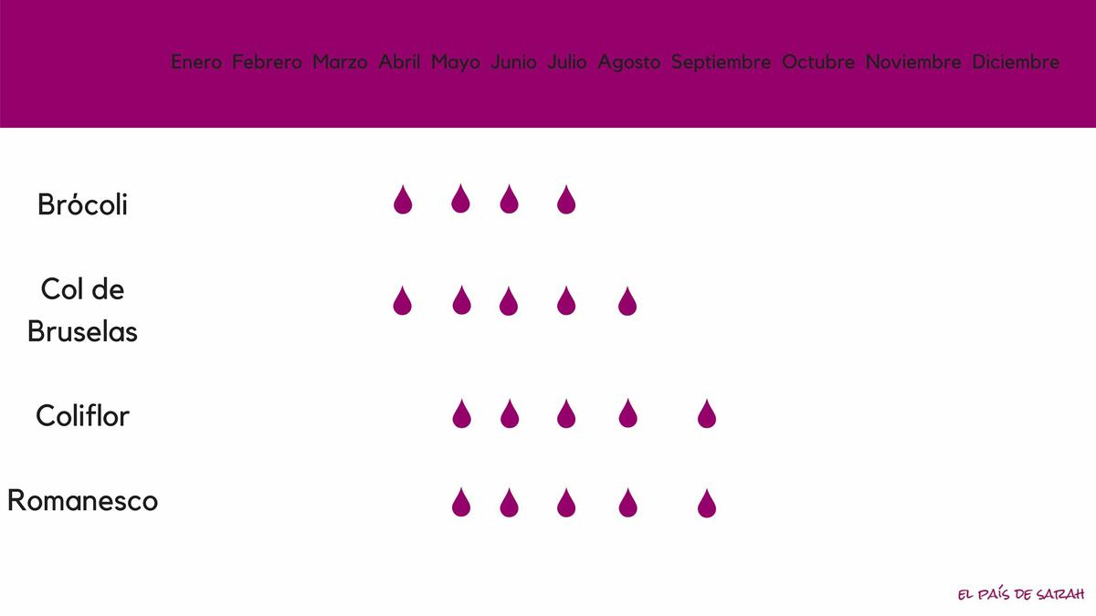 Calendario de siembra para coles