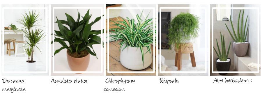 5PlantasFacilesCultivarSIN