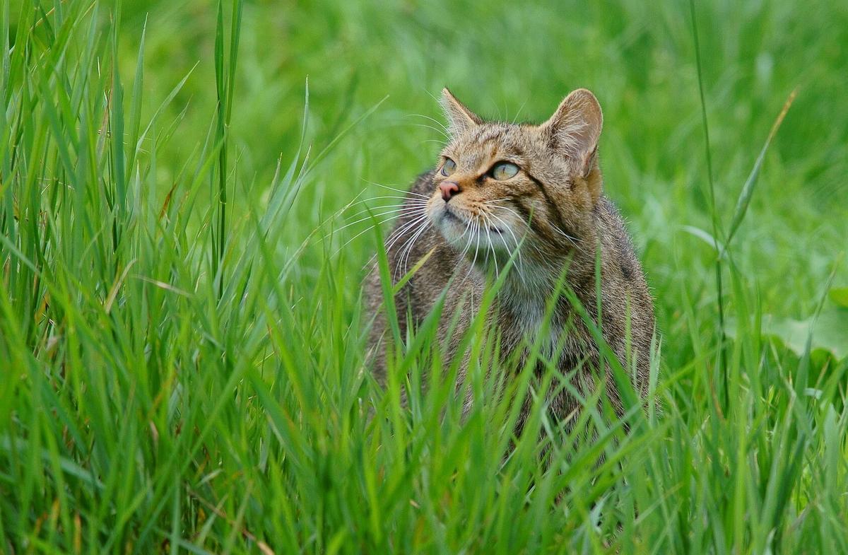 Por qué los gatos comen hierba?