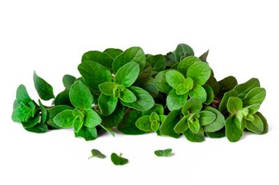 oregano