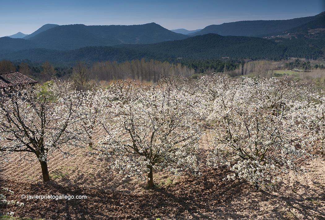 Cerezas en flor. Desde la localidad de Herrera. Valle de Las Caderechas. La Bureba. Burgos. Castilla y León. España. © Javier Prieto Gallego
