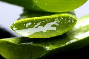 Aloe-vera para verrugas genitales