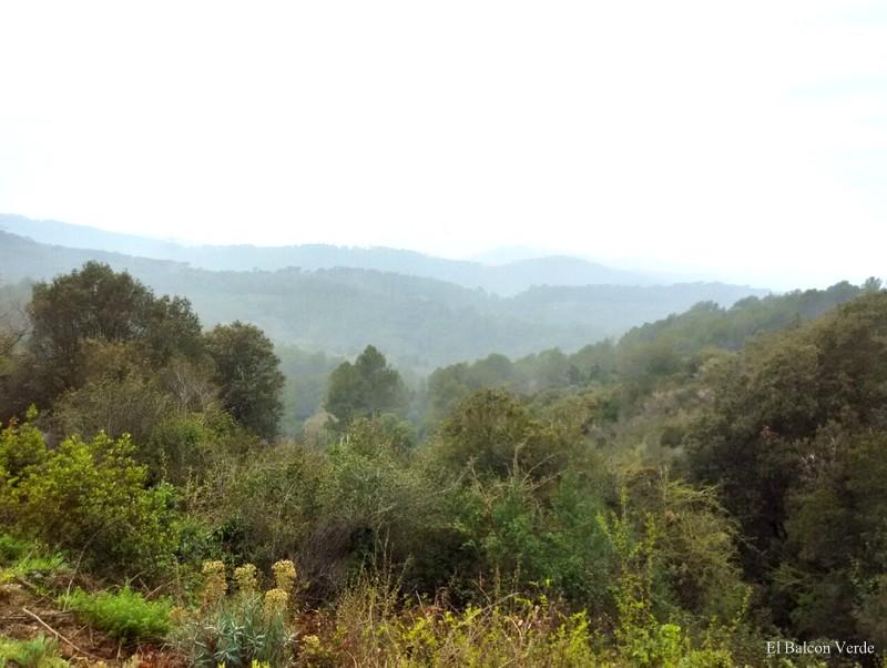COLLSEROLA BARCELONA