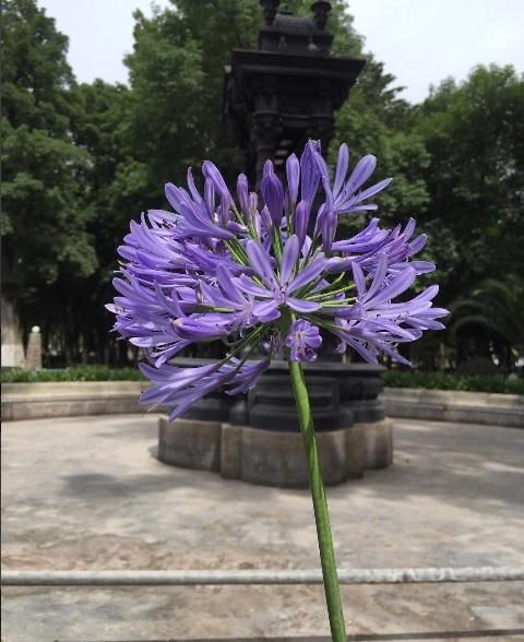 Agapanthus, Agapanto, Tuberosa azul