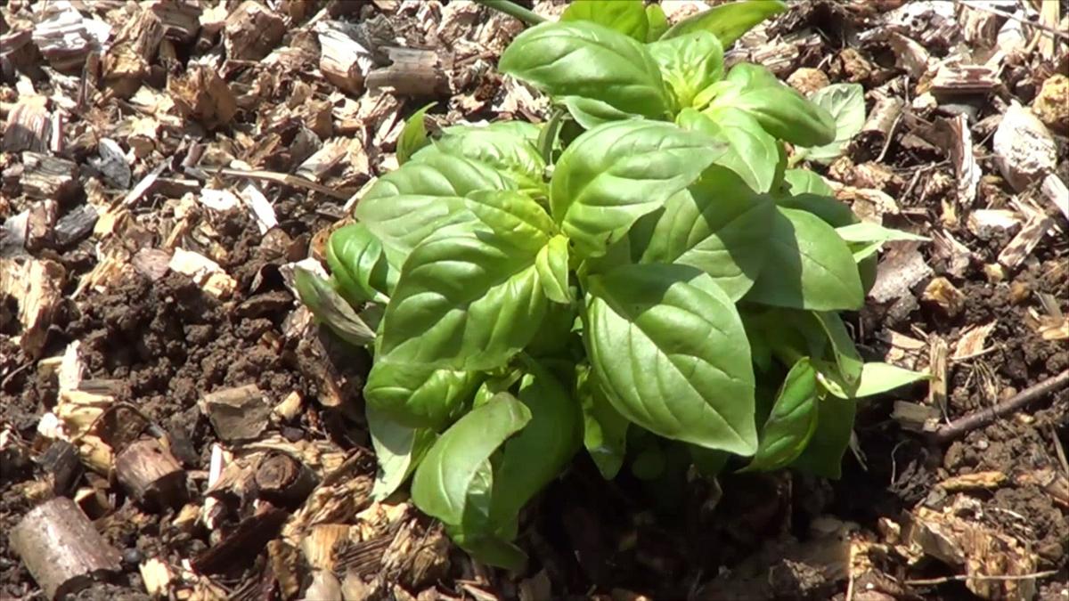 Cómo y por qué plantar albahaca en el huerto Plantas