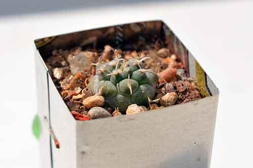 mas macetas recicladas