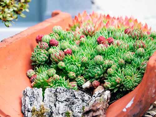 mas macetas recicladas