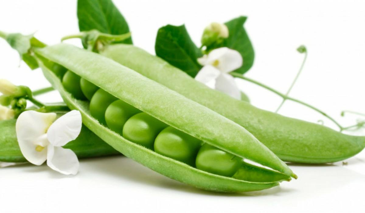 proteina de guisante