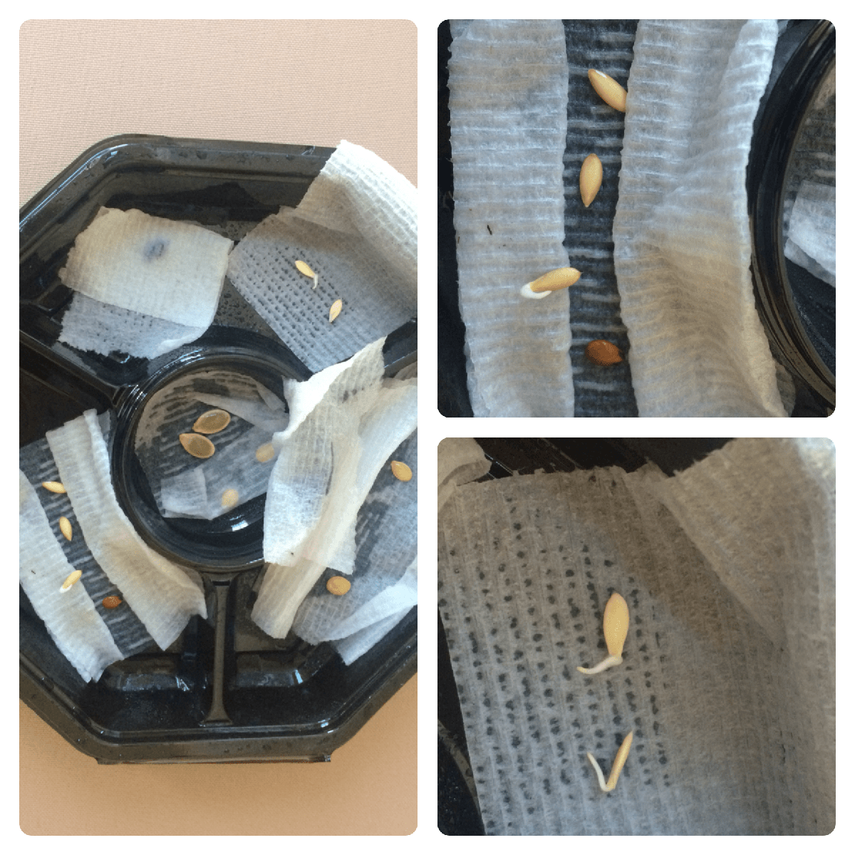 germinacion-toalla-vegicienta