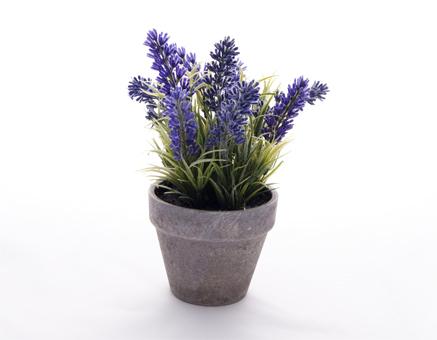 planta_lavanda-1