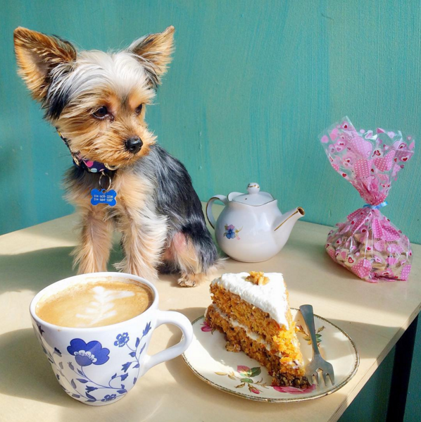 mi perro es mi mejor companero 3