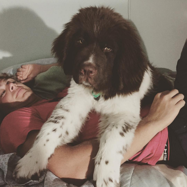 mi perro es mi mejor companero 2