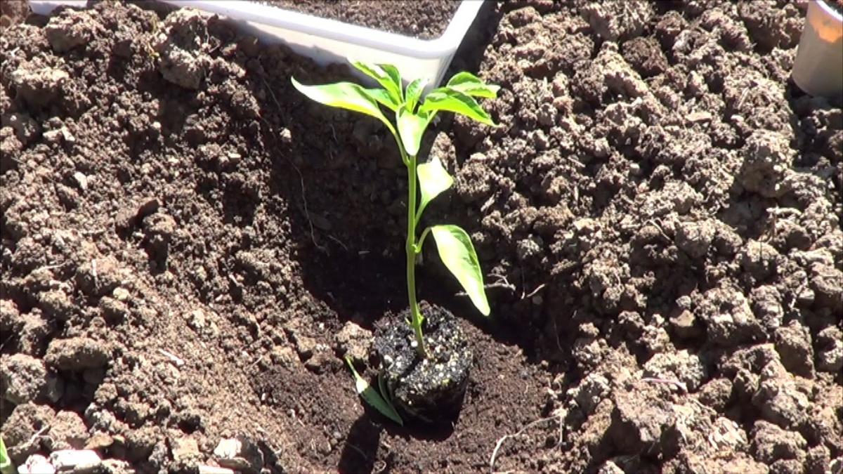 Germinar semillas de pimiento: cómo hacerlo y cuidados
