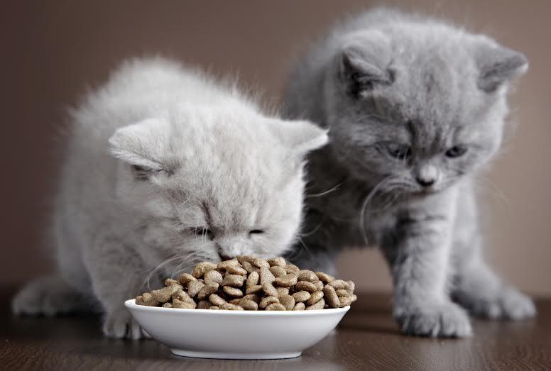 ¿Qué Pienso Elegir para la Buena Alimentación de Mi Gato?