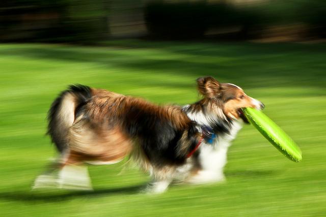 Angela Leezer Licencia CC 2.0