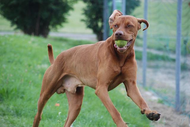 Markus Licencia CC 2.0