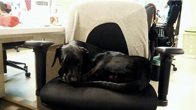 Foto_Perros_Trabajo_Pet friendly 1